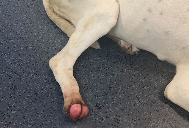 hollys story rspca inspectorate